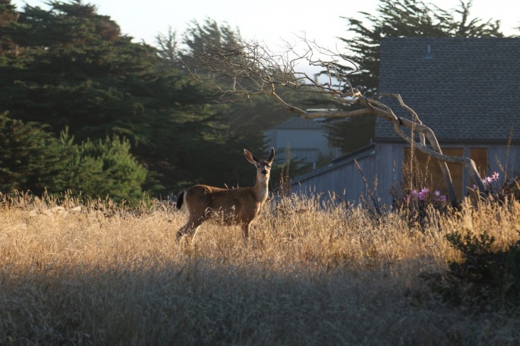 sea-ranch-grasses-deer-meredith-swinehart-gardenista