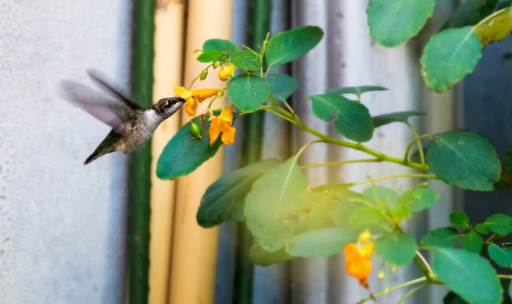 hummingbird_vincentmounier_gardenista