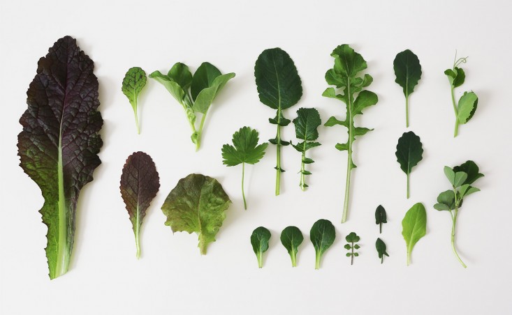 winter-lettuce-leaves-herbs-marieviljoen-gardenista