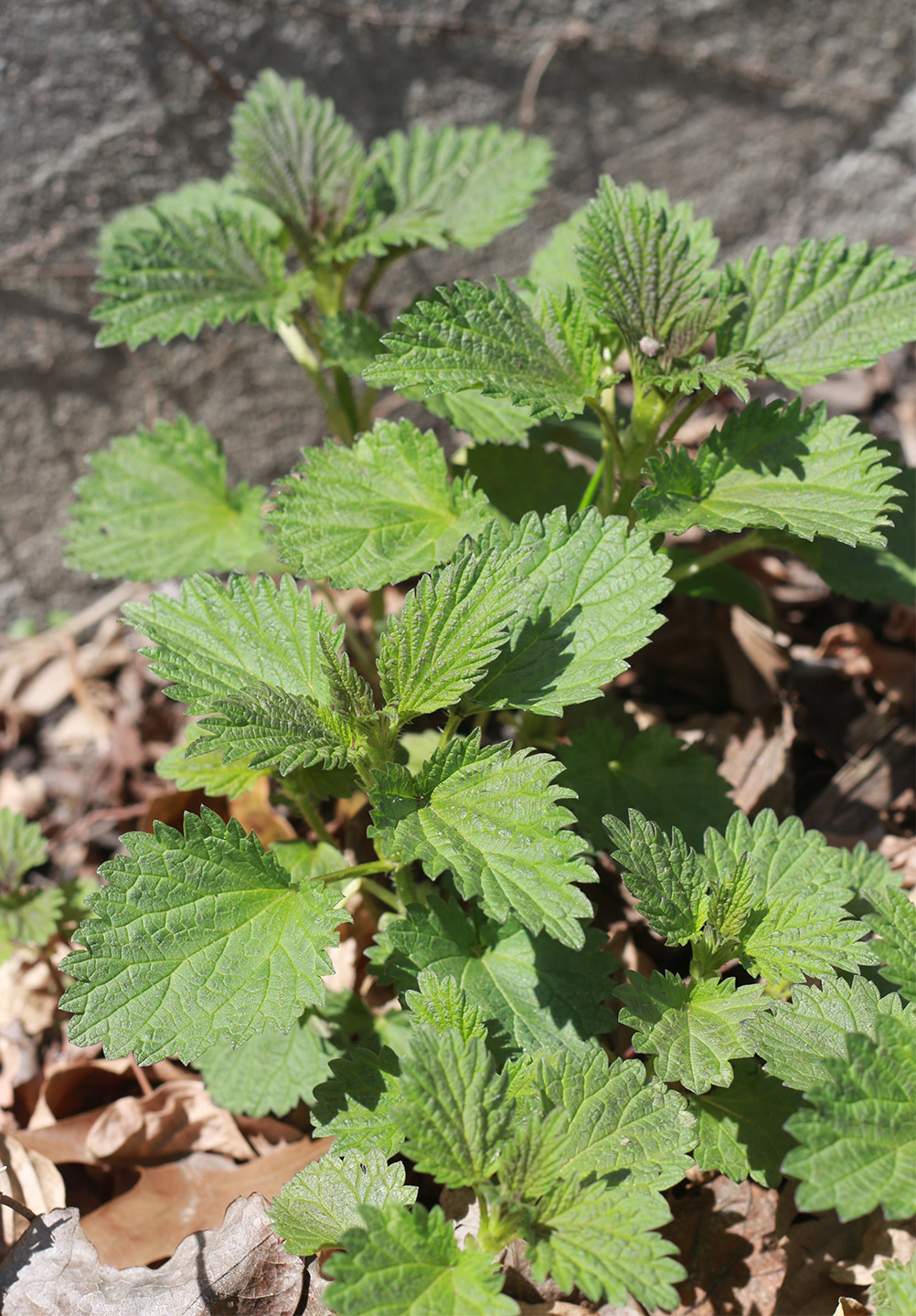 nettles_marieviljoen_gardenista