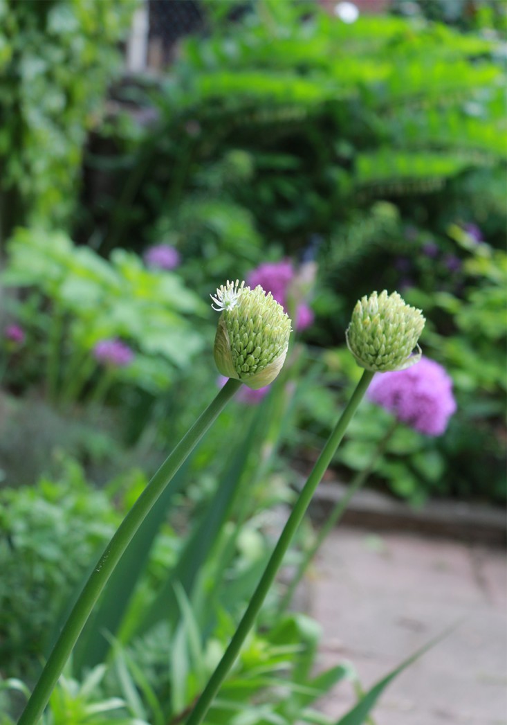 alliums_marieviljoen_Gardenista