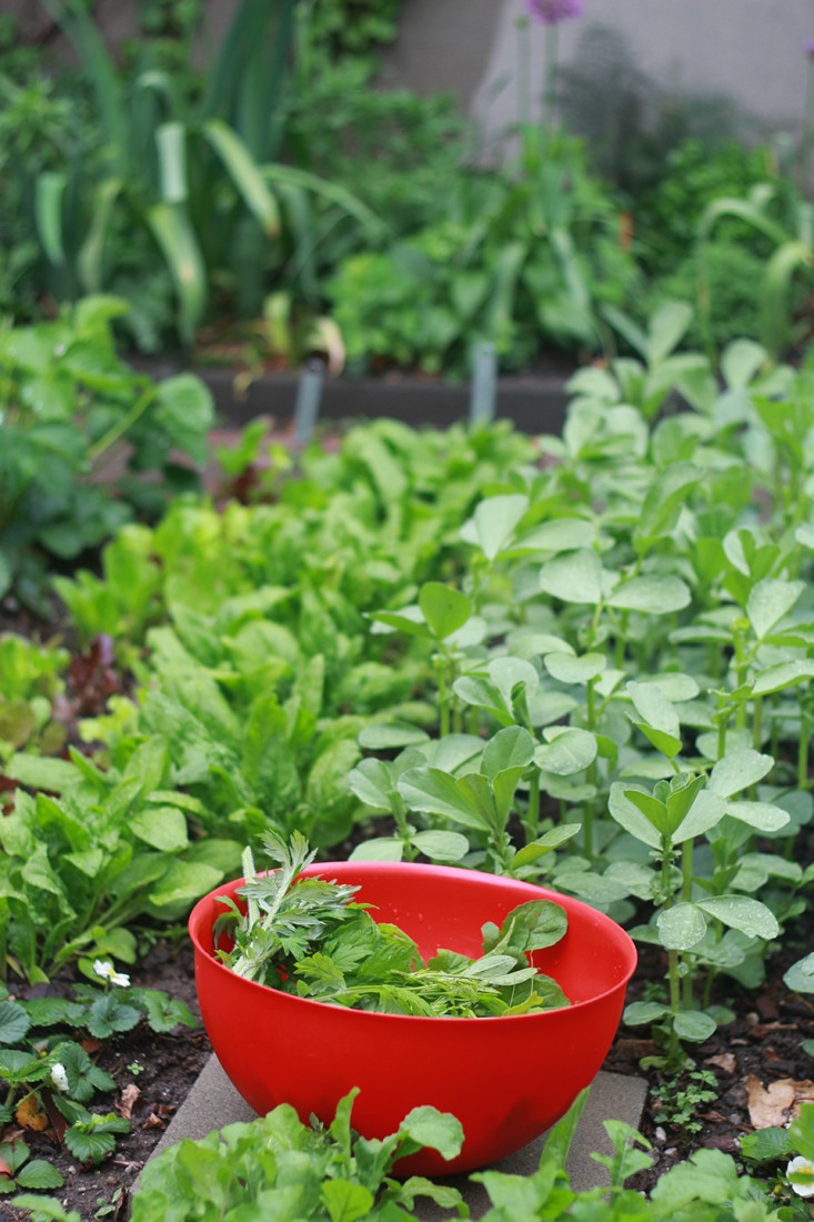 salad_marieviljoen_lettuce_gardenista