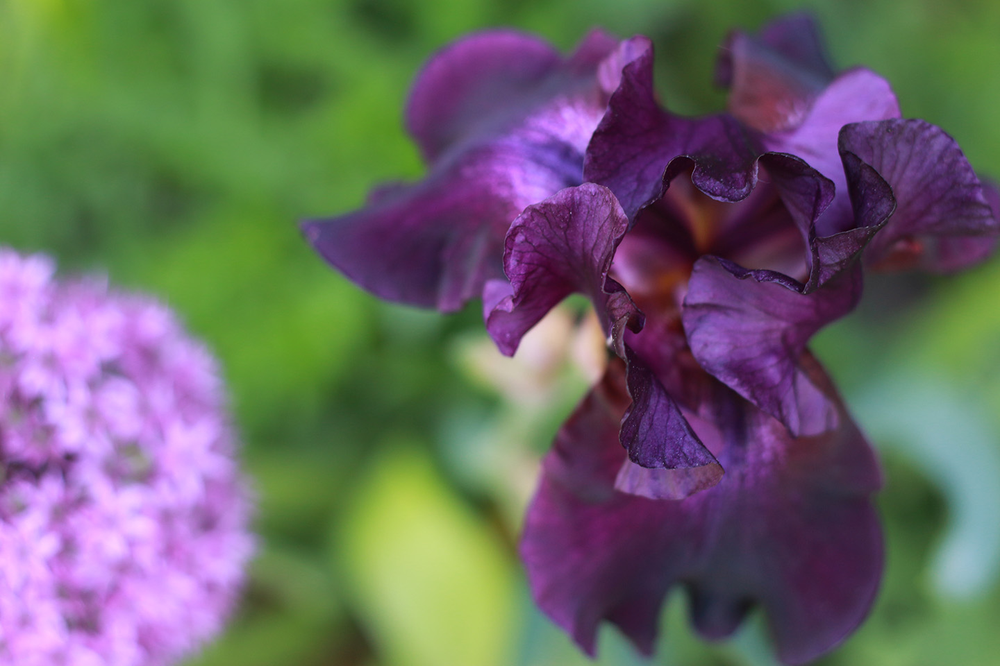 iris_purple_marieviljoen_gardenista