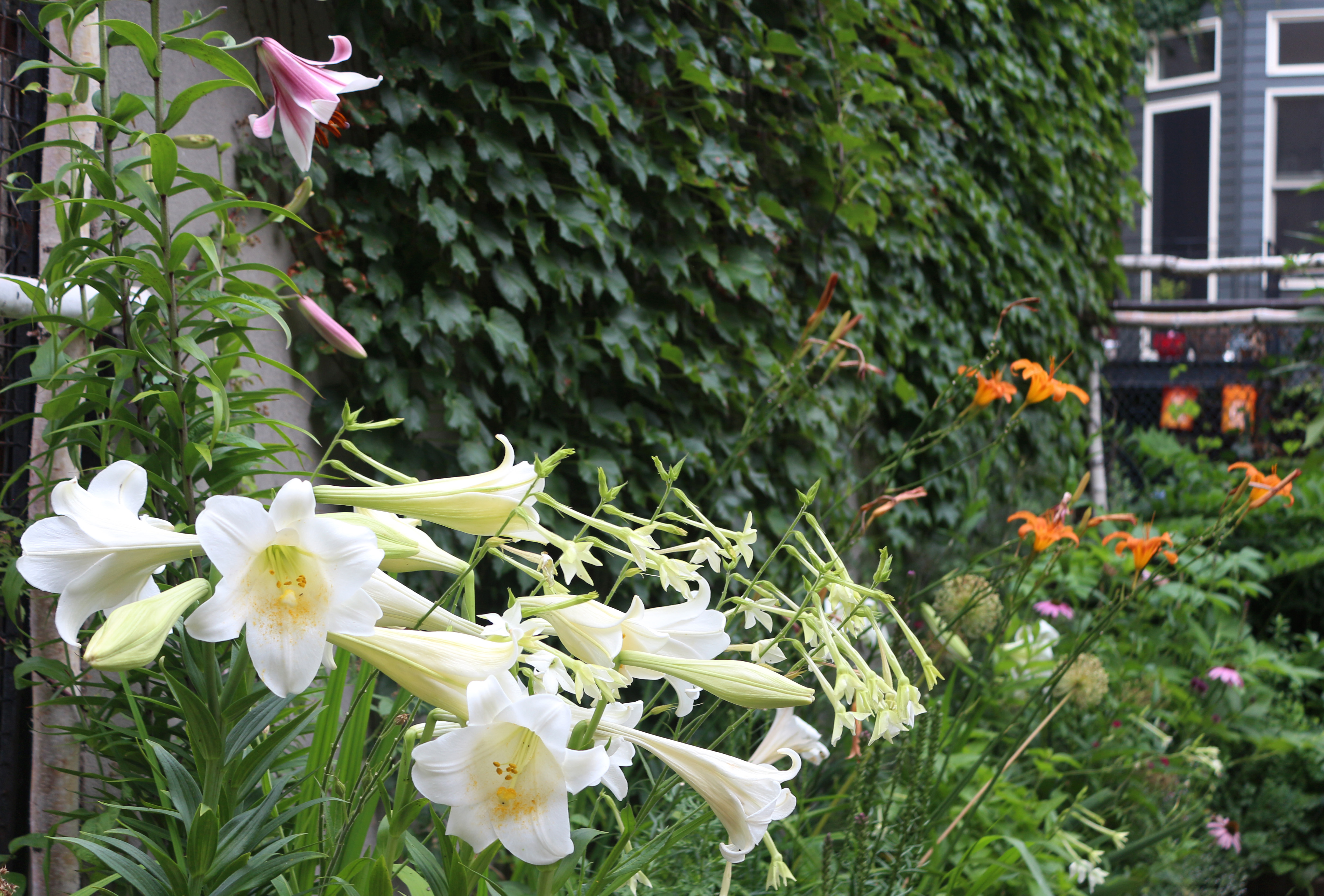 brooklyn_lilies_garden_ivy_marieviljoen_gardenista