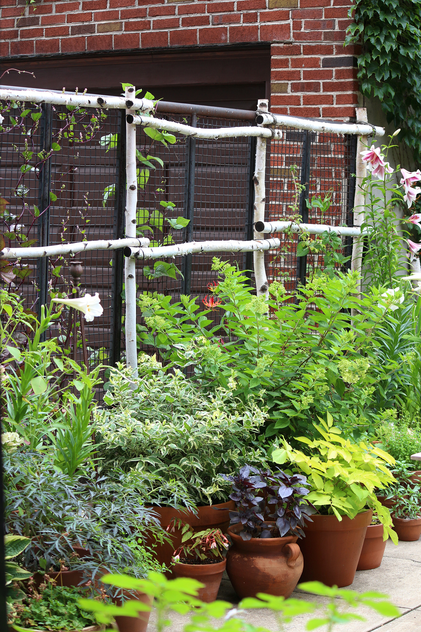 potted-plants-birch-trellis-marieviljoen-gardenista