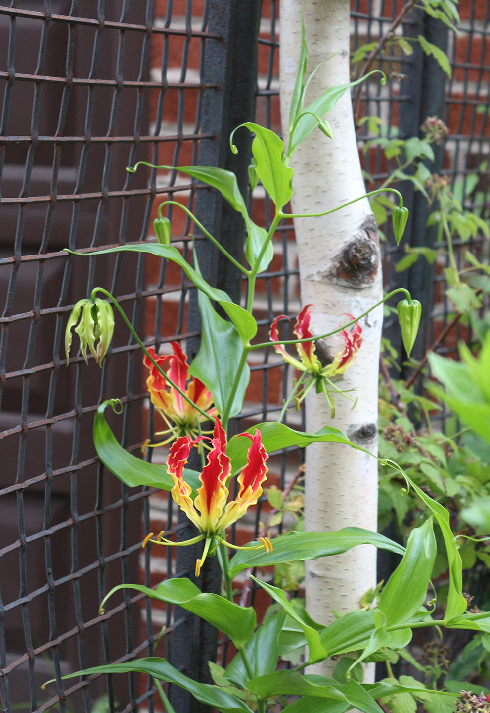 gloriosa_hogwire_fence_marieviljoen_gardenista