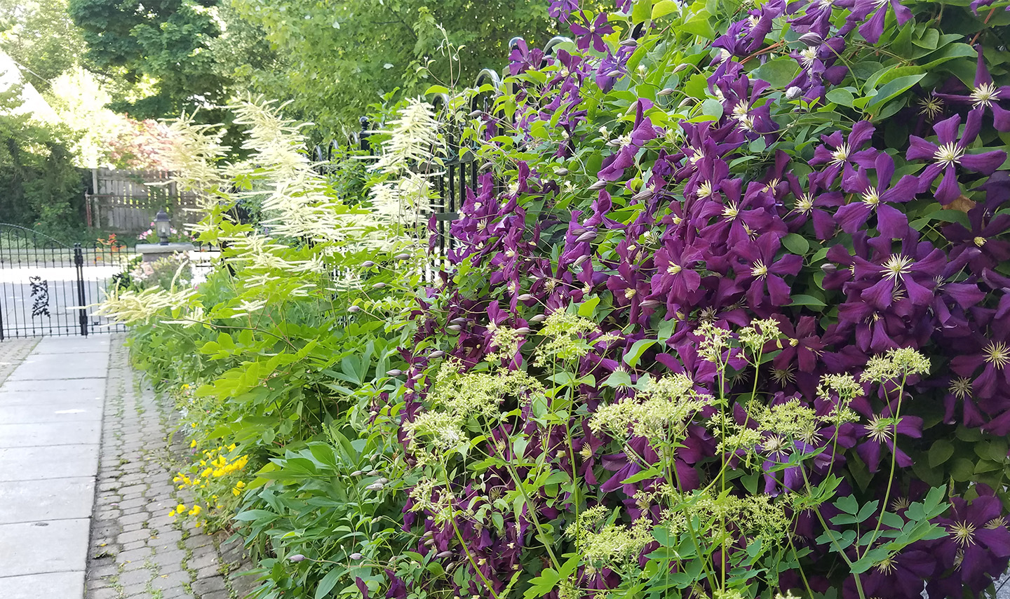 driveway_garden_fence_purple_clematis-vines_buffalo_marieviljoen_gardenista