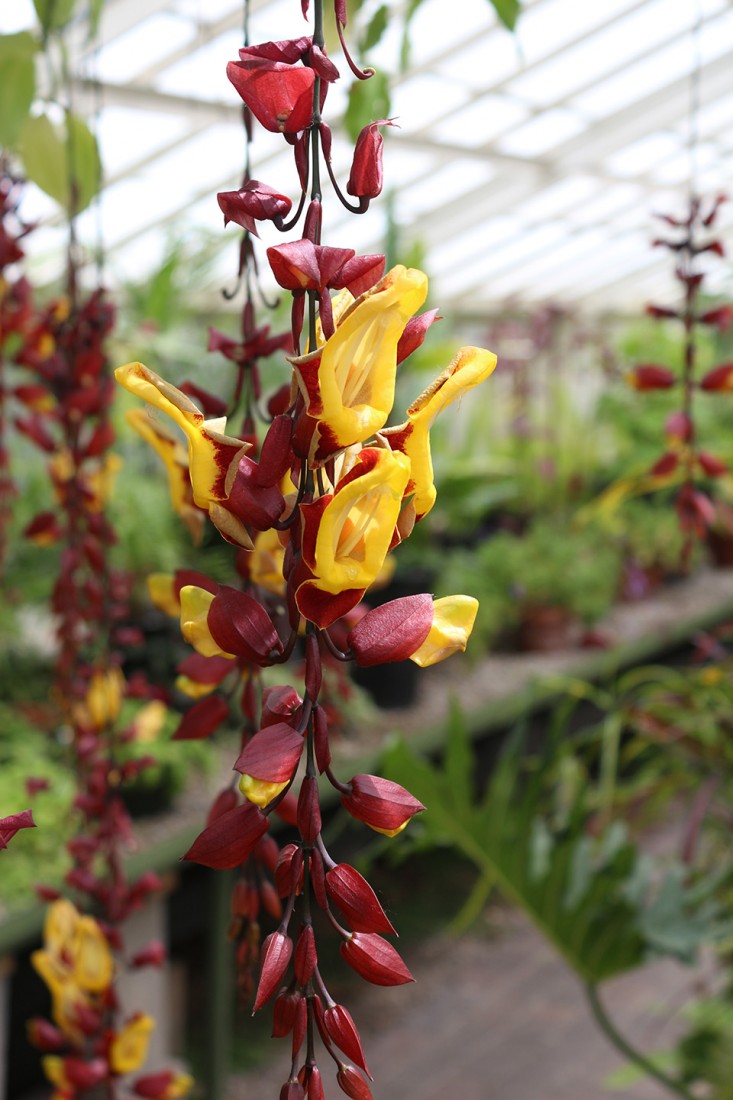 clockvine_buffalo-botanic-garden_marieviljoen_gardenista