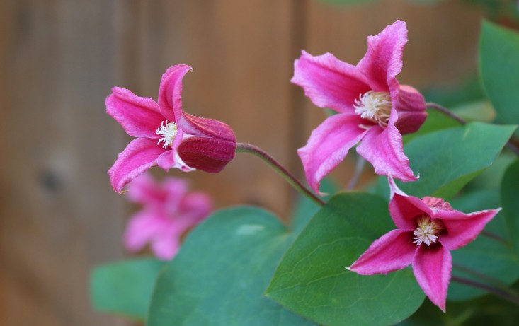 princess_diana_clematis_vine_marieviljoen_Gardenista