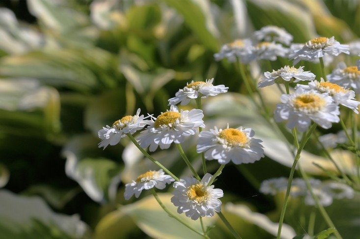 feverfew_marieviljoen_gardenista