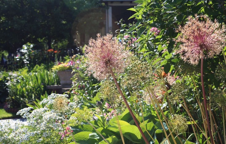 alliums_seedheads_marieviljoen_gardenista