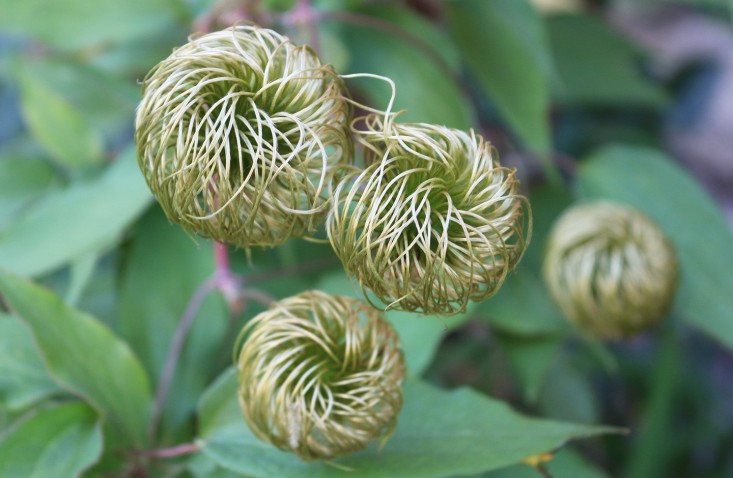 clematis_toupees_marieviljoen_gardenista