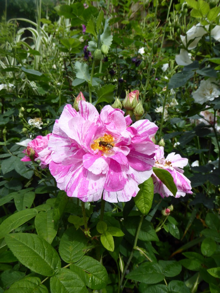 rosa-mundi-daisy-garnett-garden-london-gardenista
