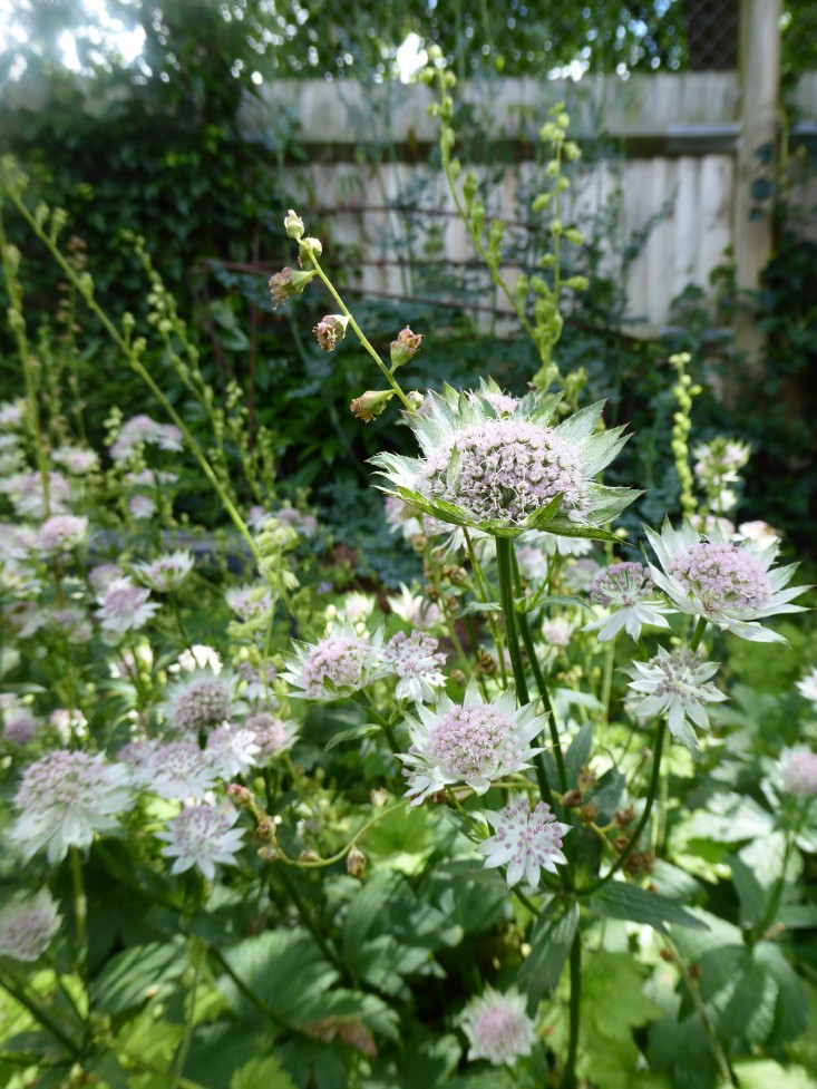 Astrantia-Shaggy-daisy-garnett-gardenista