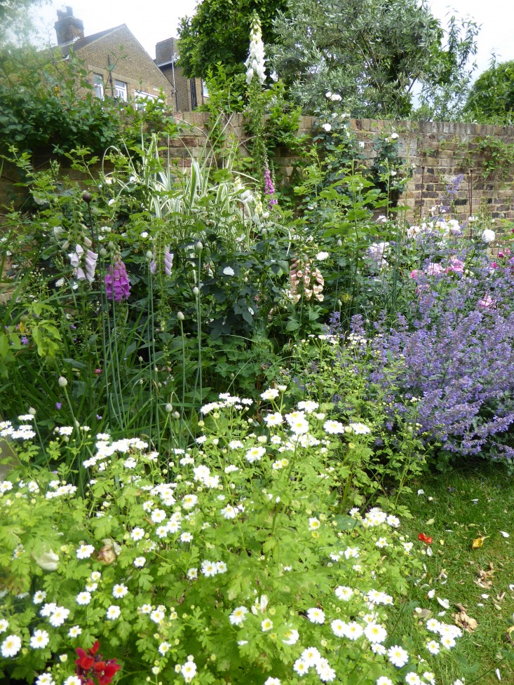 wild-foxgloves-daisy-garnett-garden-london-gardenista