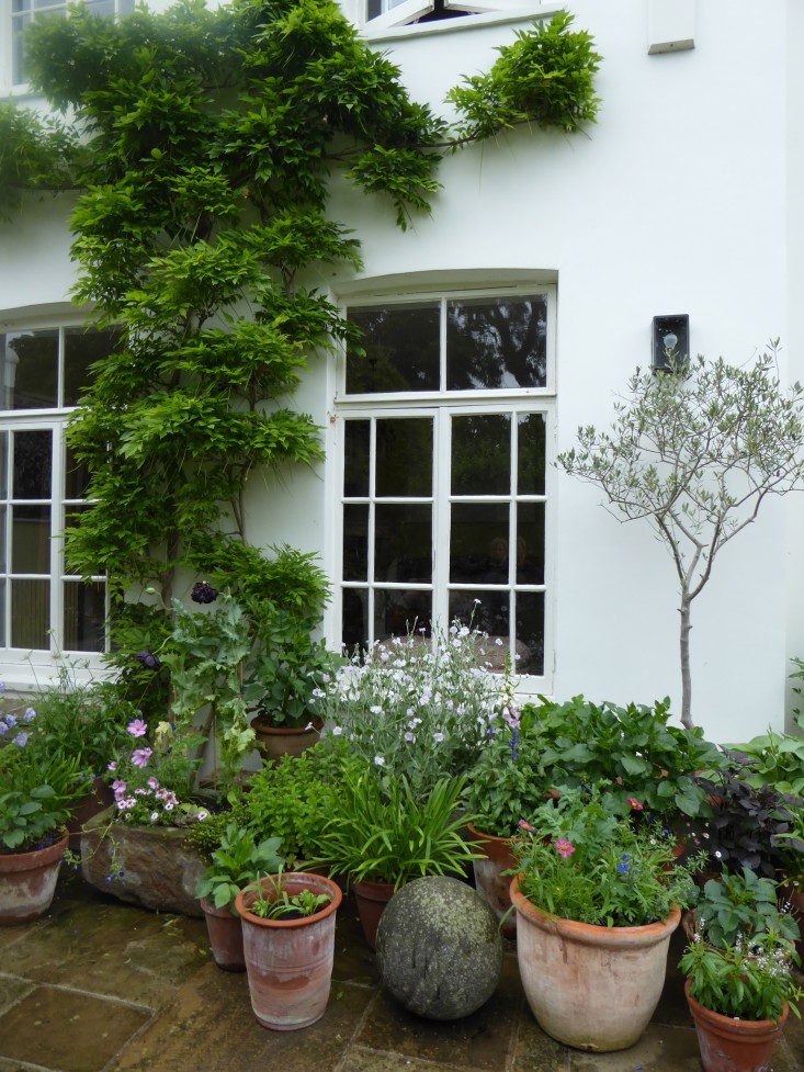 container-plants-terra-cotta--daisy-garnett-garden-london-gardenista