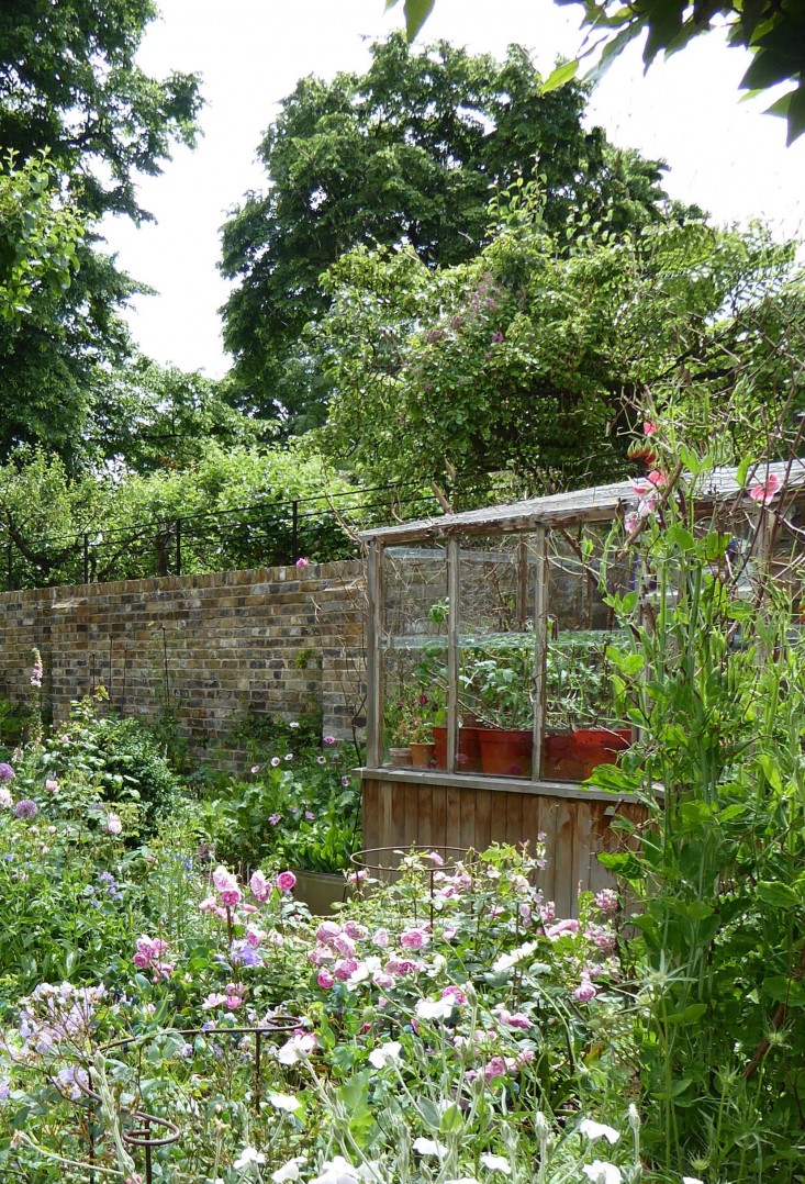 lean-to-greenhouse-brick-wall-daisy-garnett-garden-london-gardenista
