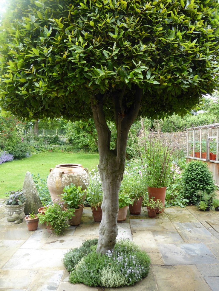 bay-tree-thyme-lawn--daisy-garnett-garden-london-gardenista