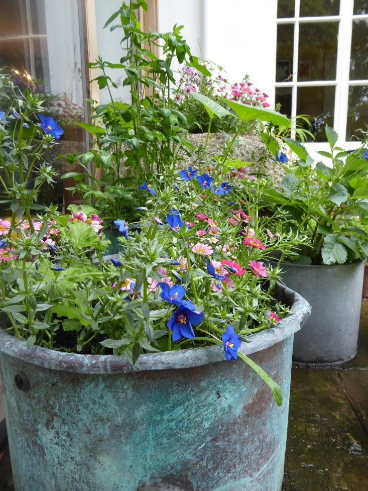 copper-container-plants-sarah-raven-mix-daisy-garnett-garden-london-gardenista