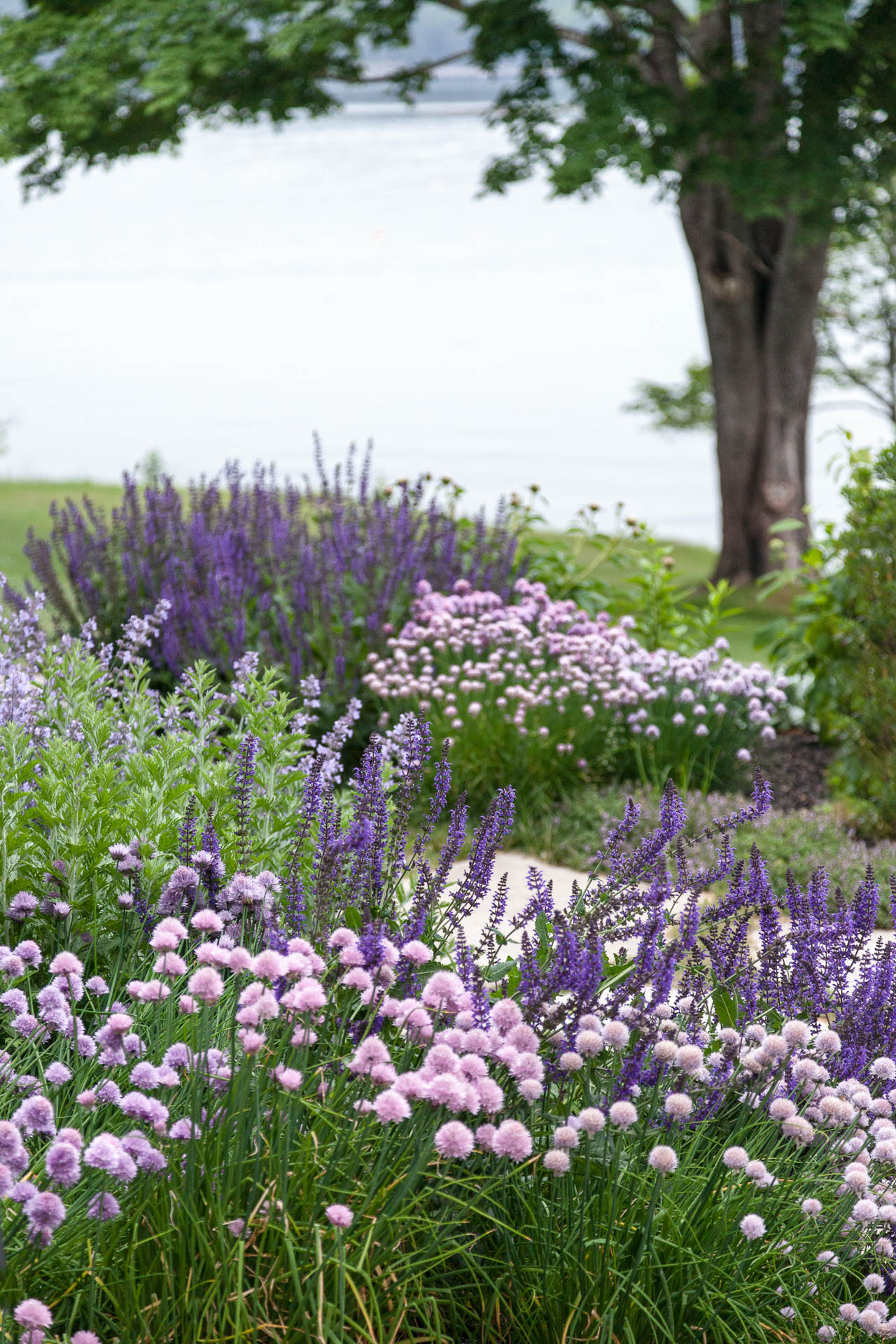 13-Matthew-Cunningham-Landscape-Design-Clamshell-Alley-maine-purple-perennials-plant-palette-gardenista