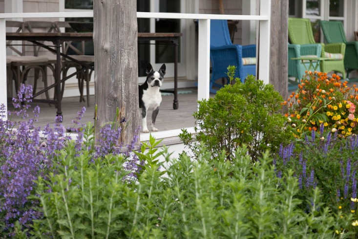 10-Matthew-Cunningham-Landscape-Design-Clamshell-Alley-porch-dog-perennials-gardenista