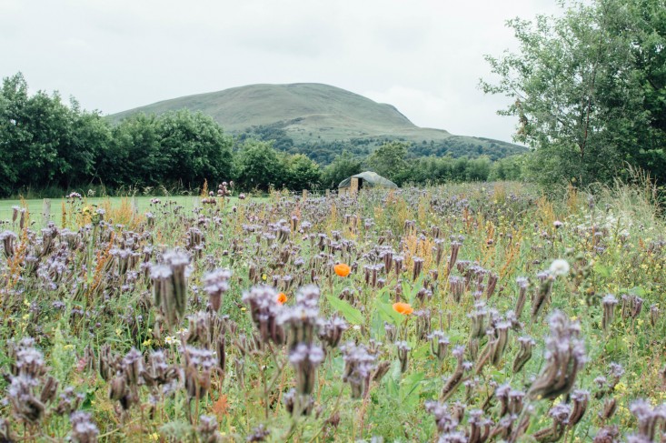 edinburgh-scotland-secret-herb-garden-jen-chillingsworth-gardenista-11