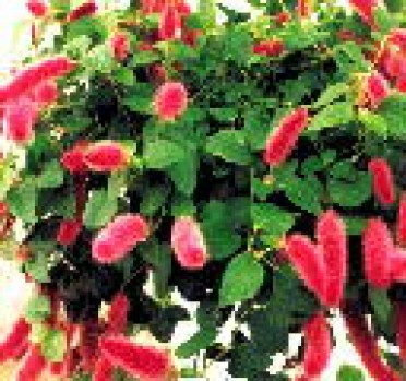 Acalypha 'Chenille Firetail'