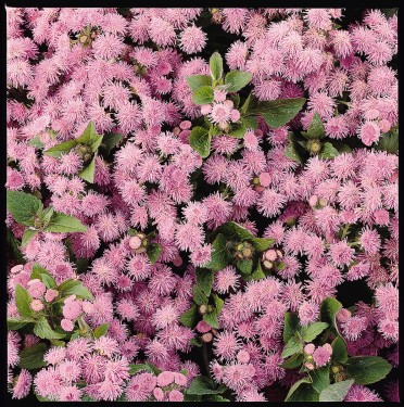 Ageratum 'Fields Blue'