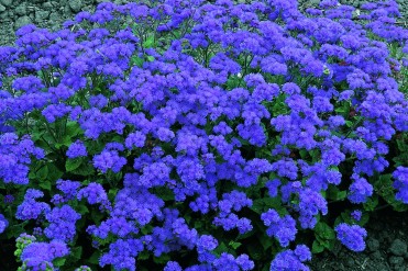 Ageratum 'Leilani Blue'