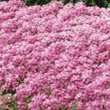 Alyssum 'Easter Bonnet Deep Pink'