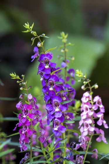 Angelonia