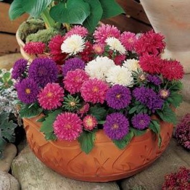 Aster 'Pot N Patio Mix'