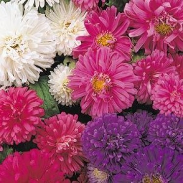 Aster 'Pot N Patio Pink'