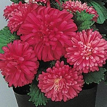 Aster 'Pot N Patio Scarlet'