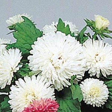 Aster 'Pot N Patio White'