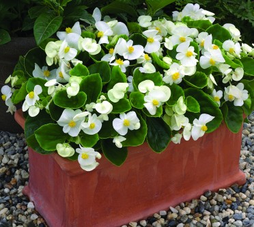 Begonia 'Bada Bing White'