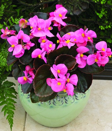 Begonia 'Bada Boom Pink'