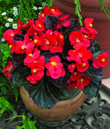 Begonia 'Bada Boom Scarlet'