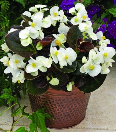 Begonia 'Bada Boom White'