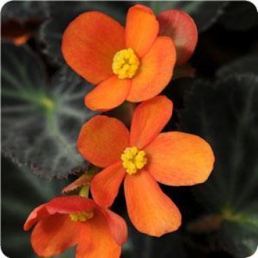 Begonia 'Sparks Will Fly'