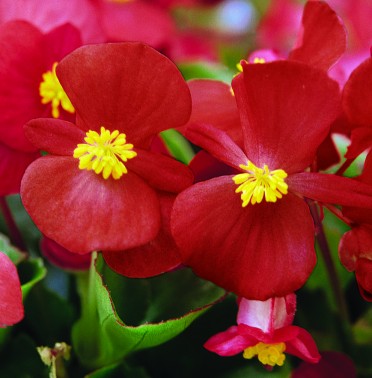 Begonia 'Varsity Green Leaf Scarlet'