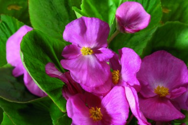 Begonia 'Volumia Pink'