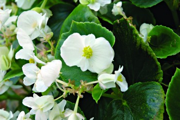 Begonia 'Volumia White'