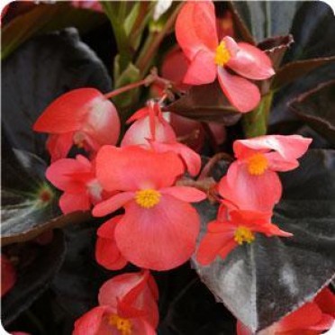 Begonia 'Whopper'