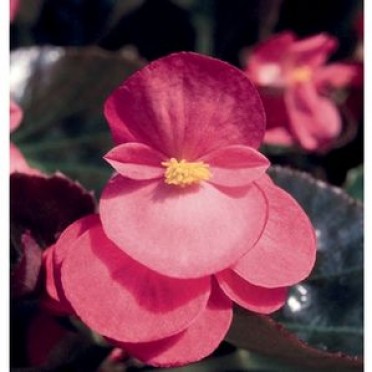 Begonia Big 'Bronze Leaf Rose' 