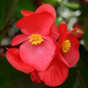 Begonia Big 'Green Leaf Red'  