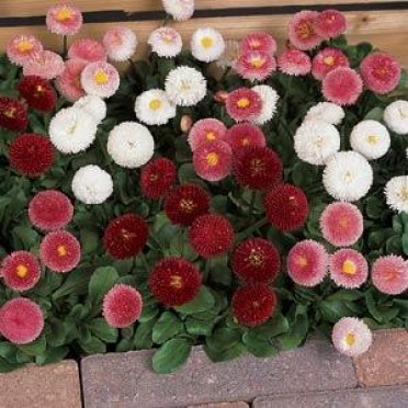 Bellis 'Bellisima Mix'