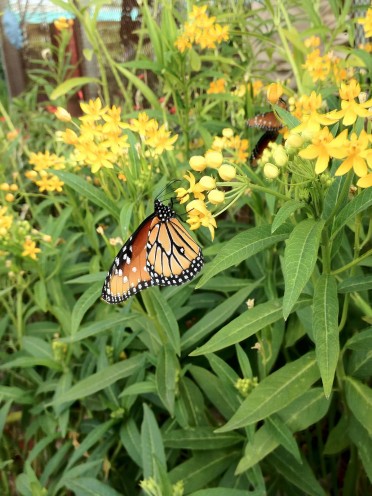 Asclepias 1