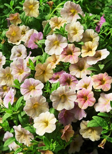 Calibrachoa 'Million Bells Antique Rose'