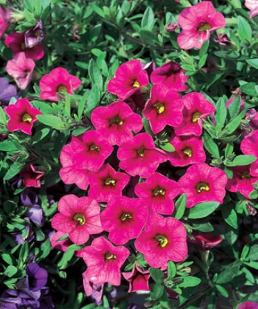 Calibrachoa 'Million Bells Cherry Pink'